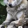 Profile image of 늑대