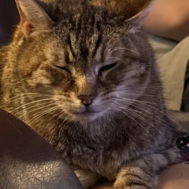 Profile image of Mason