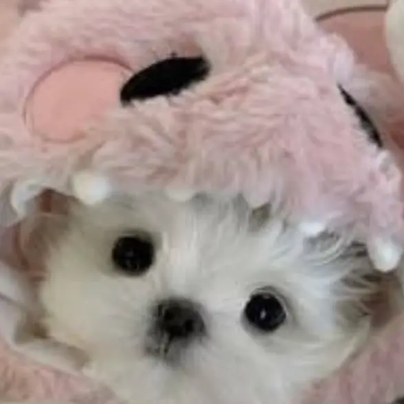 pik의 팀나빠 여행! 하지만 여우의 급똥..