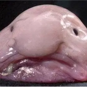 Profile image of 여우