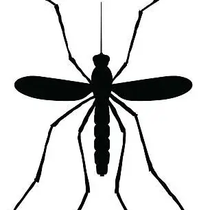 mosquito_wings의 근황