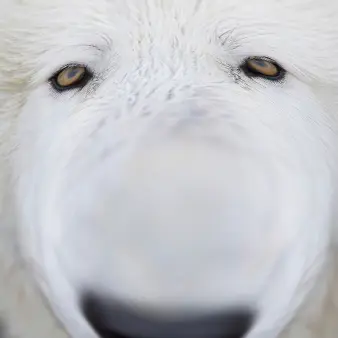 Profile image of 늑대