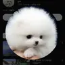 Profile image of 라떼