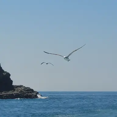 Profile image of 갈매기 닮은 찐따