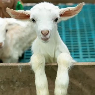 Profile image of 백사헌