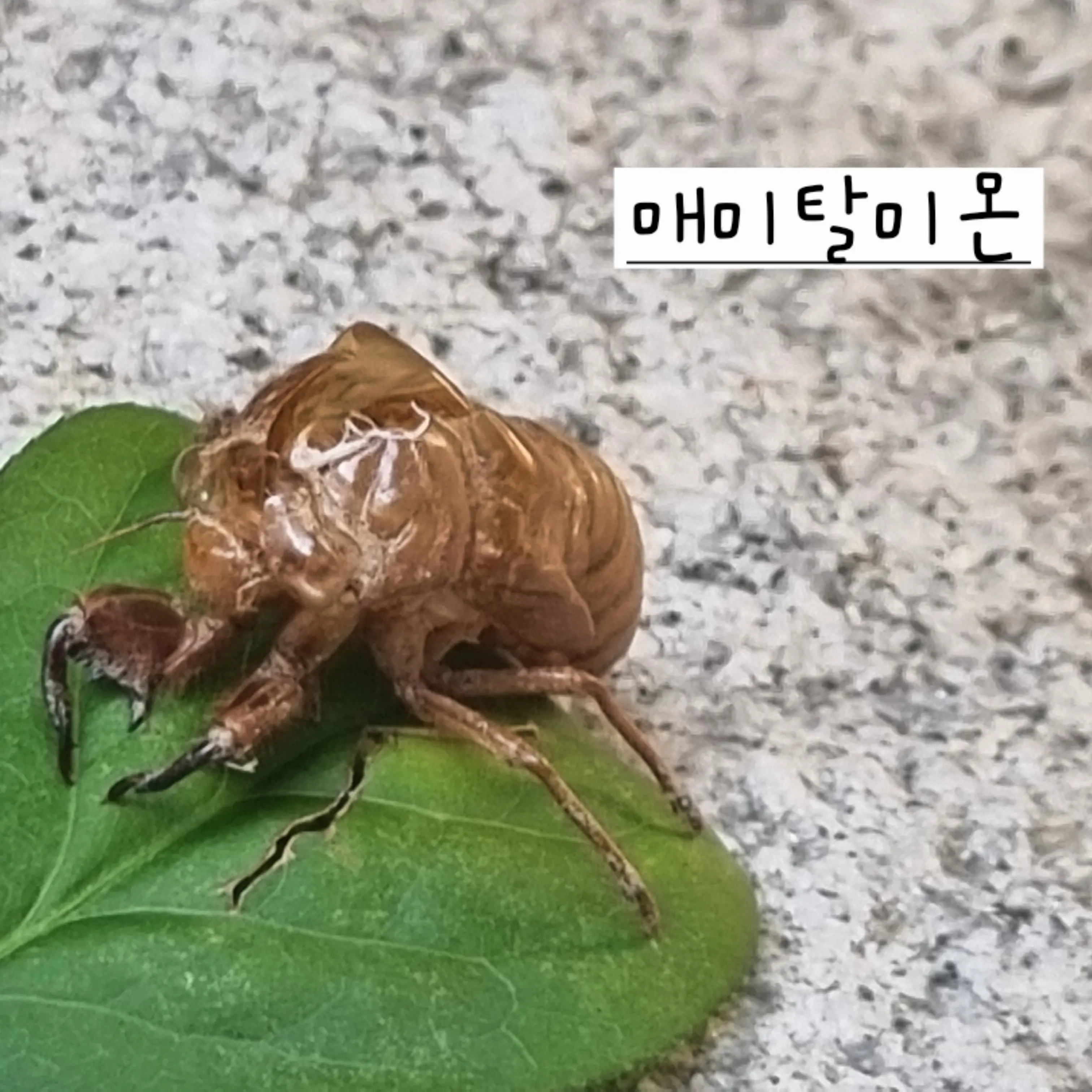 InlandCrew3340의 댄디의세계 파자마