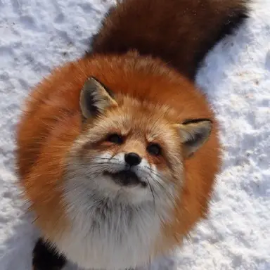 Profile image of 홍여우