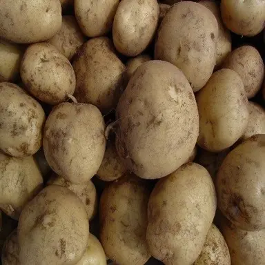 Profile image of 감자