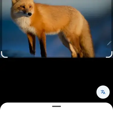 Profile image of 여우