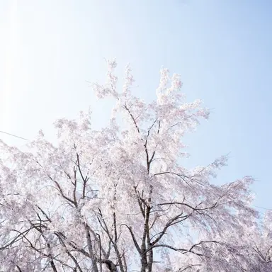 Profile image of 泰明