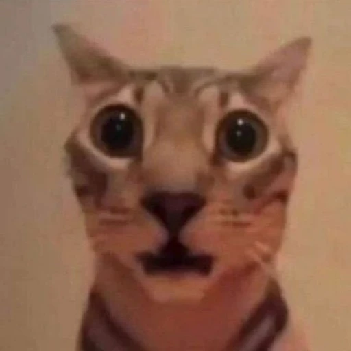 유다