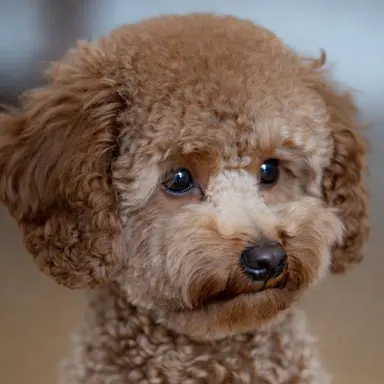 Profile image of 푸우