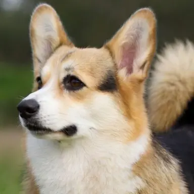 Profile image of 홍덕