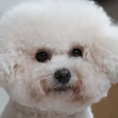 Profile image of 비비