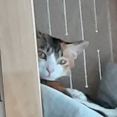 Profile image of 모양몬