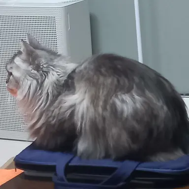 Profile image of 카이나