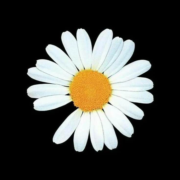 CosmicLove0299의 권지용
