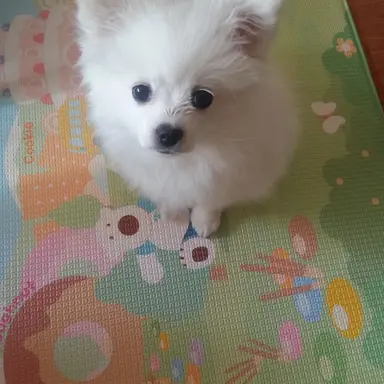 Profile image of 미니