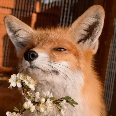 Profile image of 여우