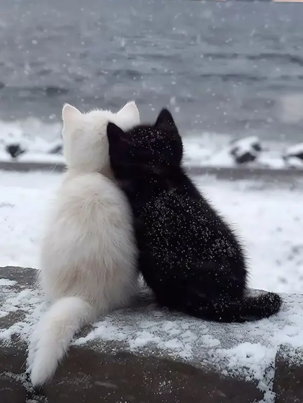 klqqhsowmjk의 질투 짱 많으신 연하 고양이 애인님♡
