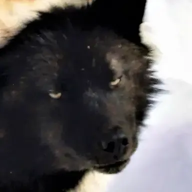 Profile image of Nalo