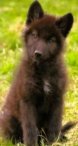 Profile image of Koda