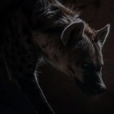 Profile image of 마다라메 시온