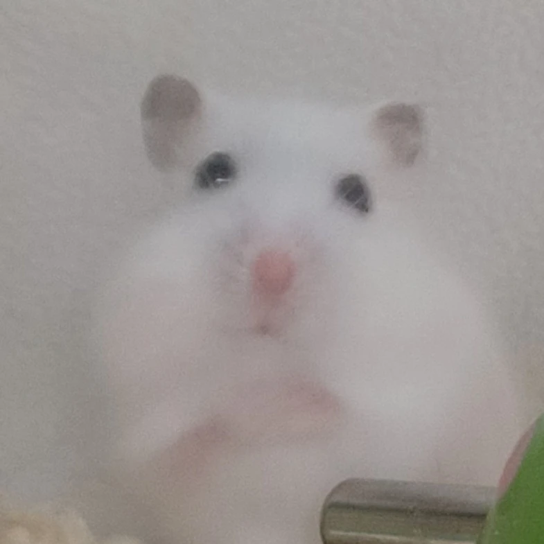 햄톨이