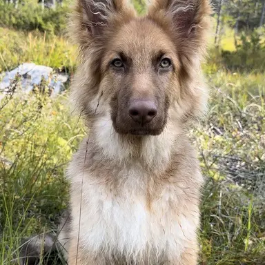 Profile image of Kohna