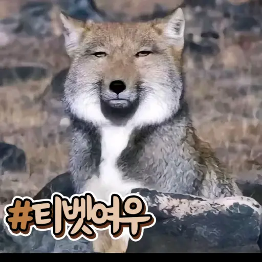 RareLens3003의 바나나킥과 김치싸대기