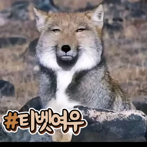 바나나킥과 김치싸대기