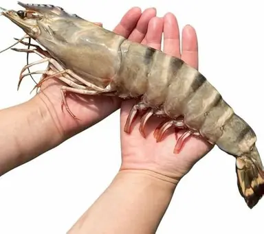 Profile image of Ebi