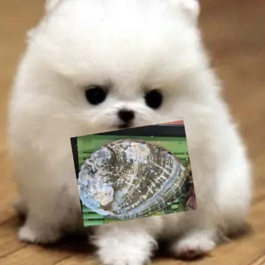 Profile image of 전복