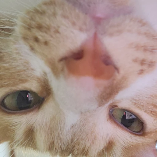 콜라