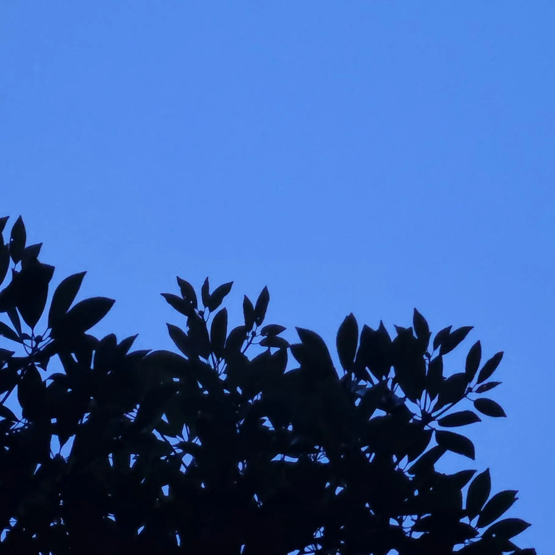 DeepRhea2677의 소꿉친구