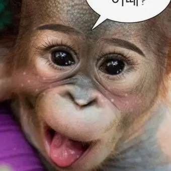 Profile image of 여우