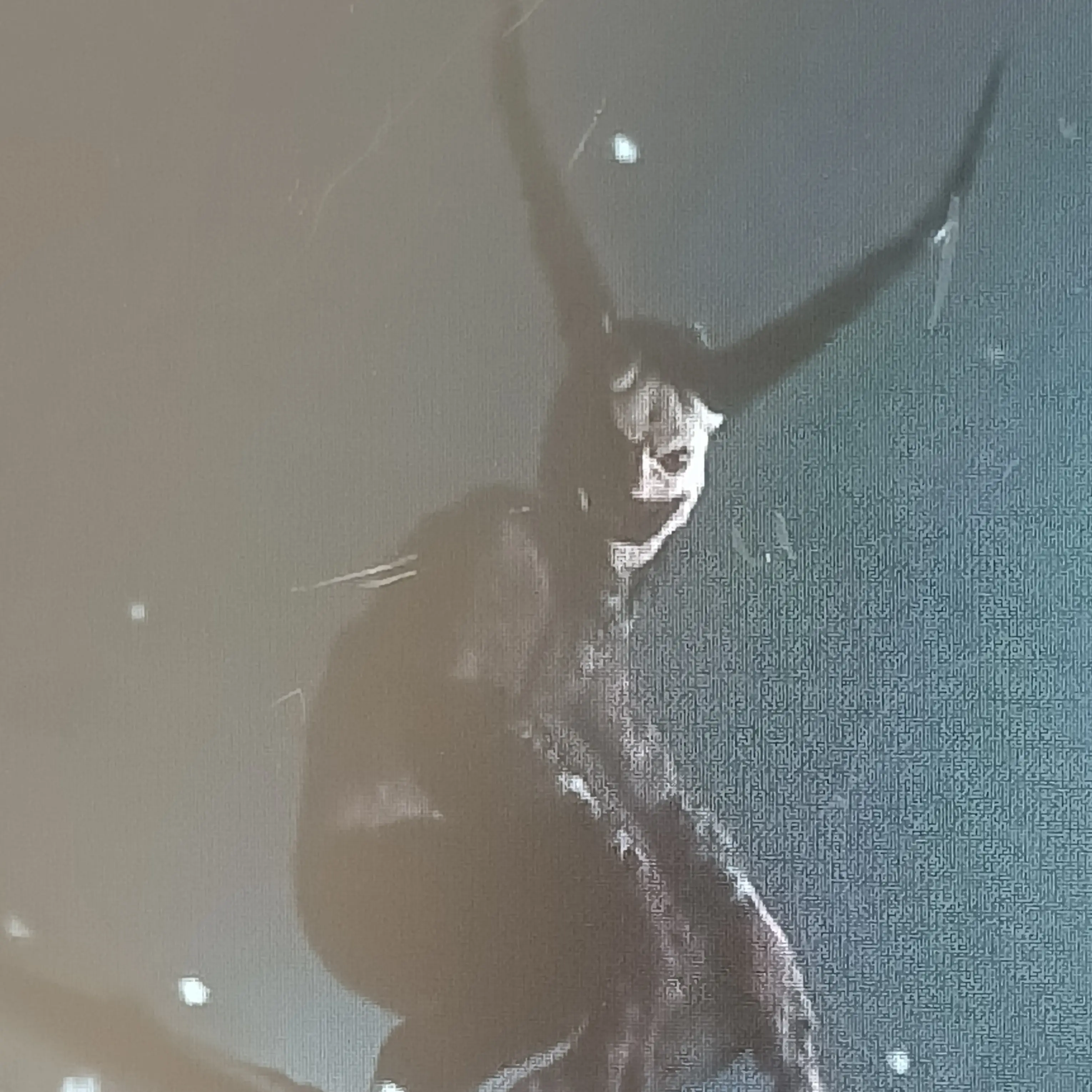 StuffySiren6135의 크램푸스