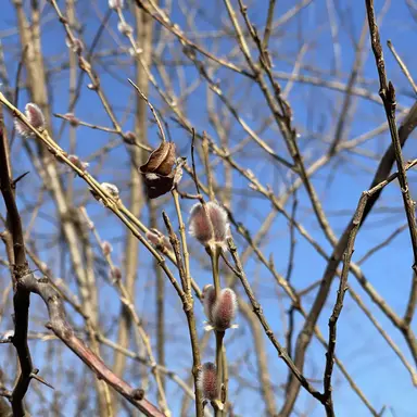 Profile image of 탄지로