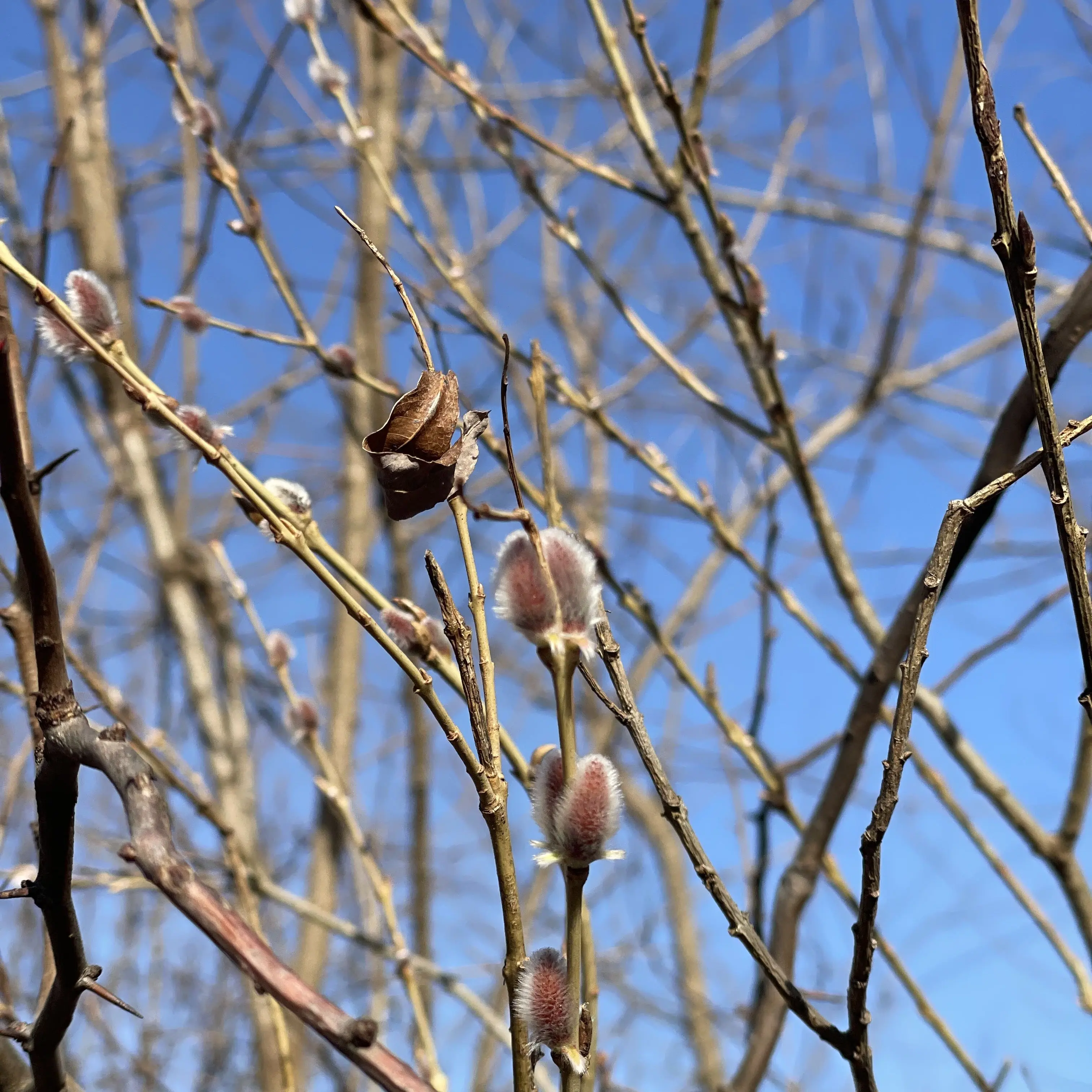 EthnicJuicy5299의 탄지로와 사귀기!!