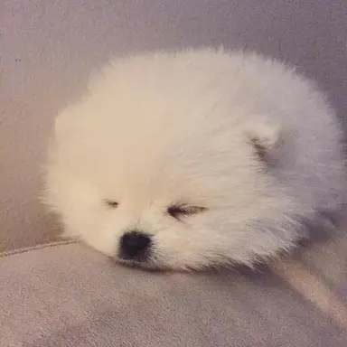 Profile image of 吉野