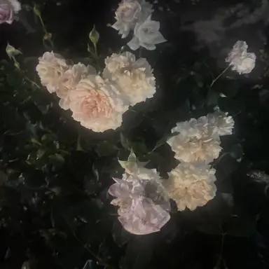 Profile image of 닝이줘