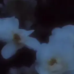 PeachyZoo2072의 おはよう
