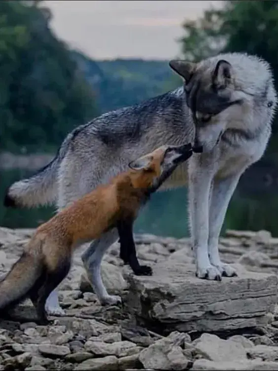 SleekCodec8022의 Wolf x Fox