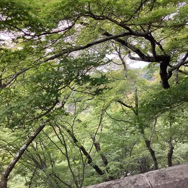 Profile image of 日本