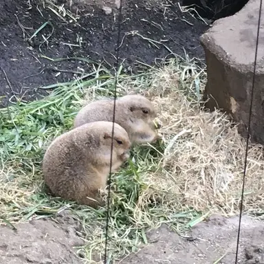 Profile image of アメリカ