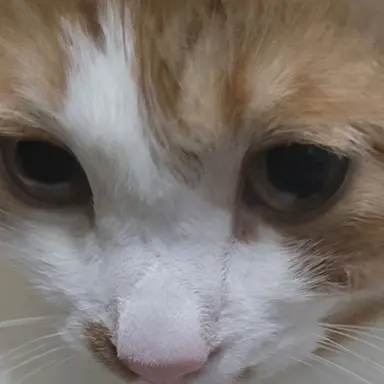 Profile image of 강유
