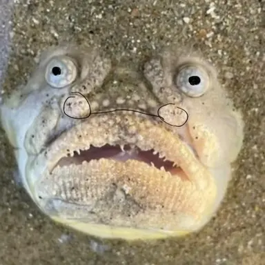 Profile image of 여우