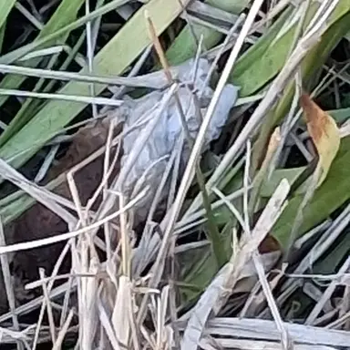 Profile image of 잠뜰