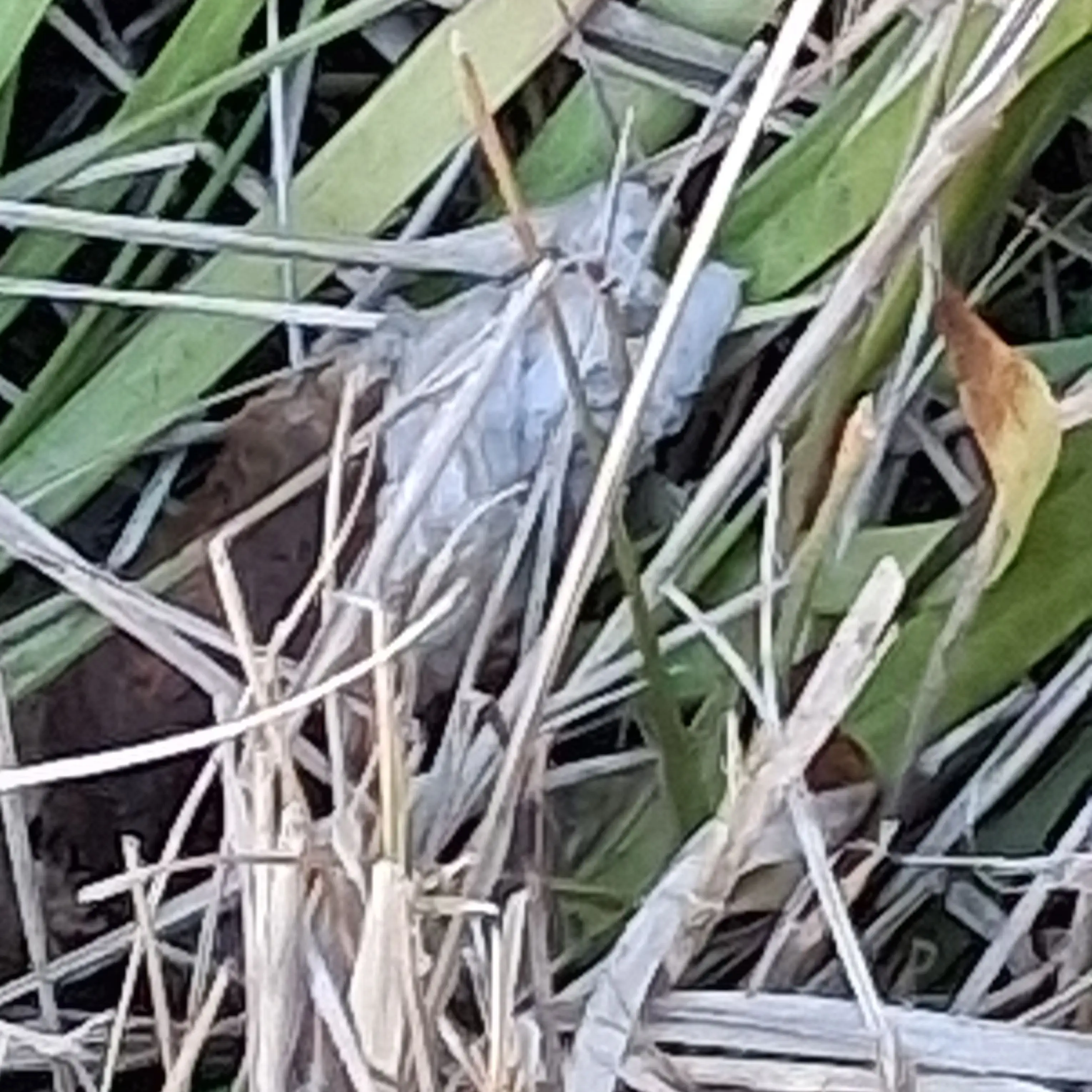 JoyfulGesso1209의 픽셀리와여름에서살아남기