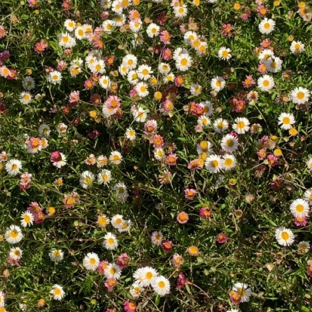 SinfulGhost8041의 꽃밭에